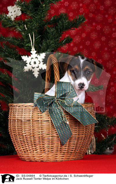 Jack Russell Terrier Welpe im Krbchen / Jack Russell Terrier puppy in basket / SS-04864