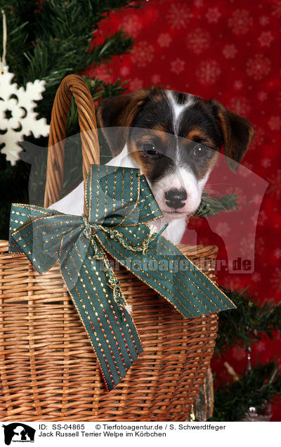 Jack Russell Terrier Welpe im Krbchen / Jack Russell Terrier puppy in basket / SS-04865