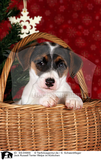 Jack Russell Terrier Welpe im Krbchen / Jack Russell Terrier puppy in basket / SS-04869