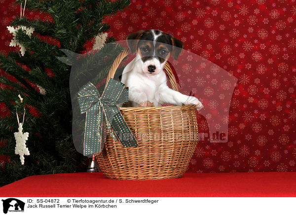 Jack Russell Terrier Welpe im Krbchen / Jack Russell Terrier puppy in basket / SS-04872
