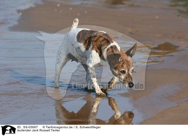 laufender Jack Russell Terrier / walking Jack Russell Terrier / SS-05687