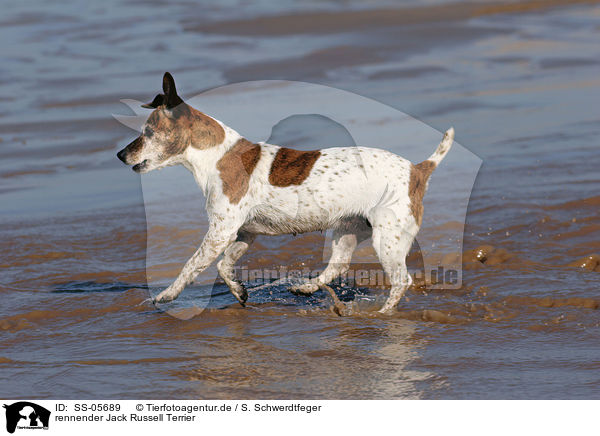 rennender Jack Russell Terrier / running Jack Russell Terrier / SS-05689