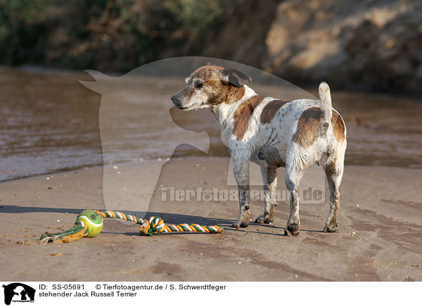 stehender Jack Russell Terrier / SS-05691