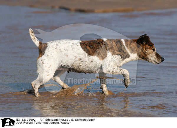 Jack Russell Terrier trabt durchs Wasser / trotting Jack Russell Terrier / SS-05692
