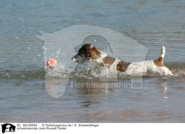 schwimmender Jack Russell Terrier / swimming Jack Russell Terrier / SS-05694