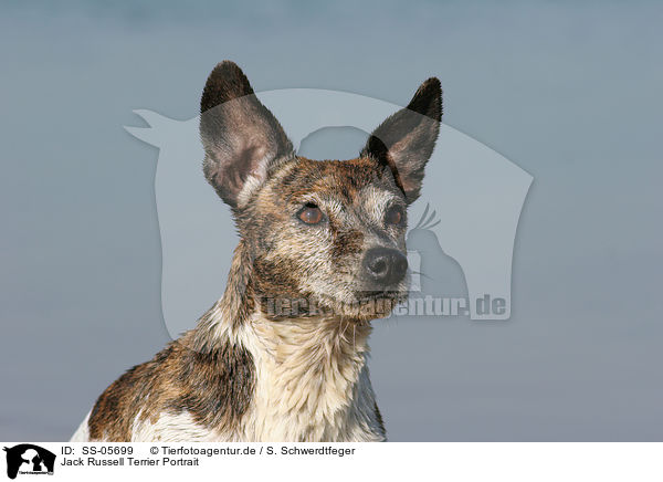 Jack Russell Terrier Portrait / Jack Russell Terrier Portrait / SS-05699