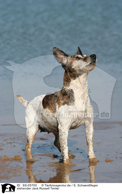 stehender Jack Russell Terrier / standing Jack Russell Terrier / SS-05700