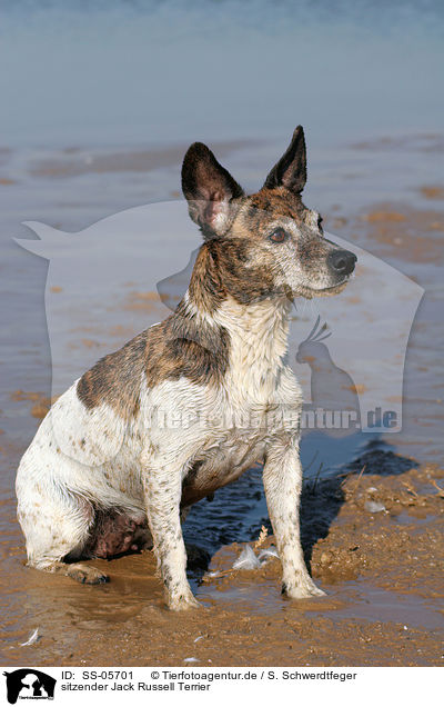 sitzender Jack Russell Terrier / sitting Jack Russell Terrier / SS-05701