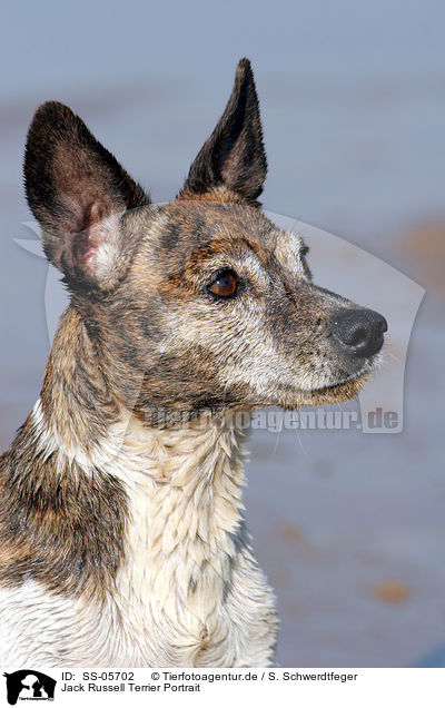 Jack Russell Terrier Portrait / Jack Russell Terrier Portrait / SS-05702