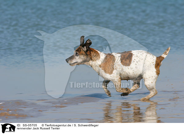 rennender Jack Russell Terrier / running Jack Russell Terrier / SS-05705