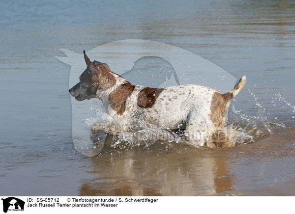 Jack Russell Terrier plantscht im Wasser / Jack Russell Terrier in water / SS-05712