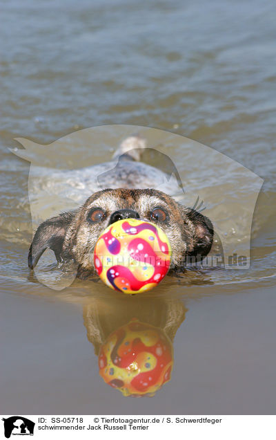 schwimmender Jack Russell Terrier / SS-05718