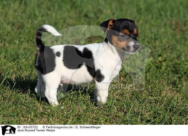 Jack Russell Terrier Welpe / Jack Russell Terrier puppy / SS-05722