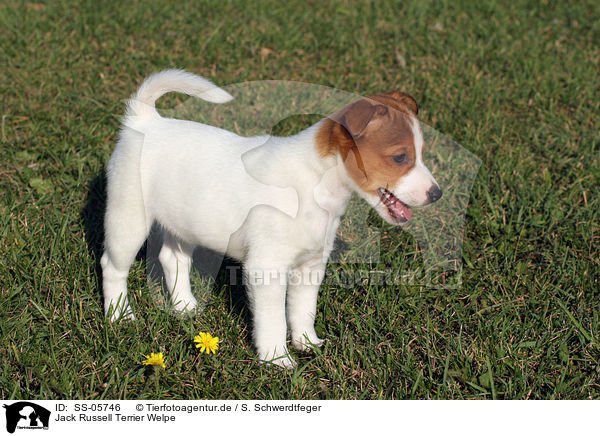 Jack Russell Terrier Welpe / Jack Russell Terrier puppy / SS-05746