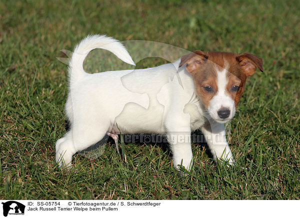 Jack Russell Terrier Welpe beim Pullern / SS-05754