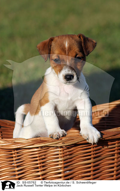 Jack Russell Terrier Welpe im Krbchen / Jack Russell Terrier puppy in basket / SS-05762