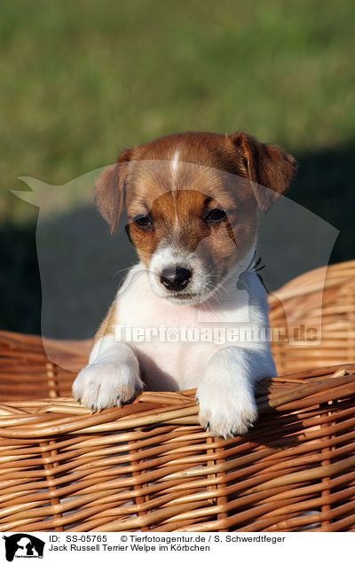 Jack Russell Terrier Welpe im Krbchen / Jack Russell Terrier puppy in basket / SS-05765