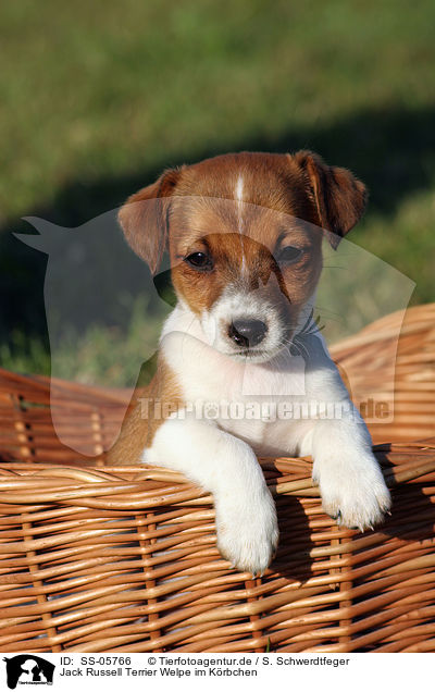 Jack Russell Terrier Welpe im Krbchen / Jack Russell Terrier puppy in basket / SS-05766