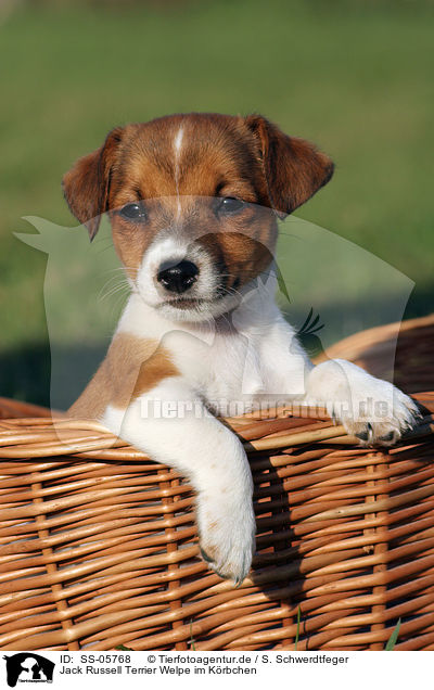 Jack Russell Terrier Welpe im Krbchen / Jack Russell Terrier puppy in basket / SS-05768