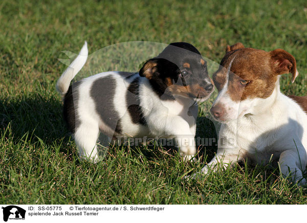 spielende Jack Russell Terrier / playing Jack Russell Terrier / SS-05775