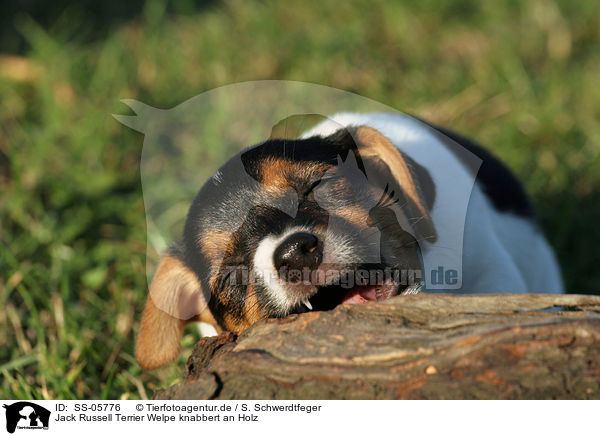 Jack Russell Terrier Welpe knabbert an Holz / gnawing Jack Russell Terrier puppy / SS-05776