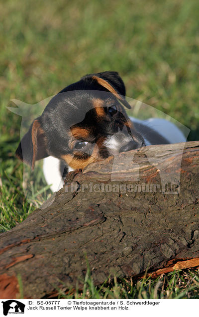 Jack Russell Terrier Welpe knabbert an Holz / gnawing Jack Russell Terrier puppy / SS-05777