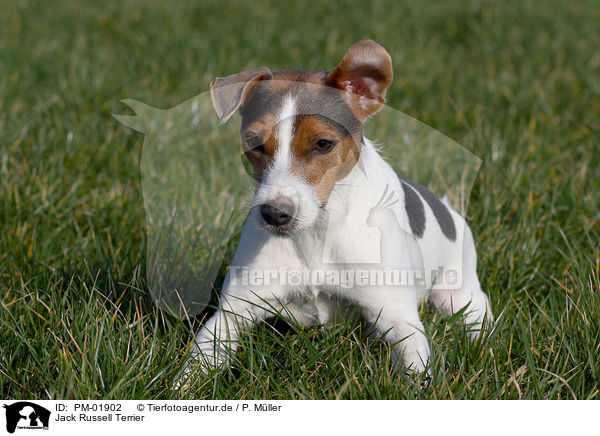 Jack Russell Terrier / Jack Russell Terrier / PM-01902