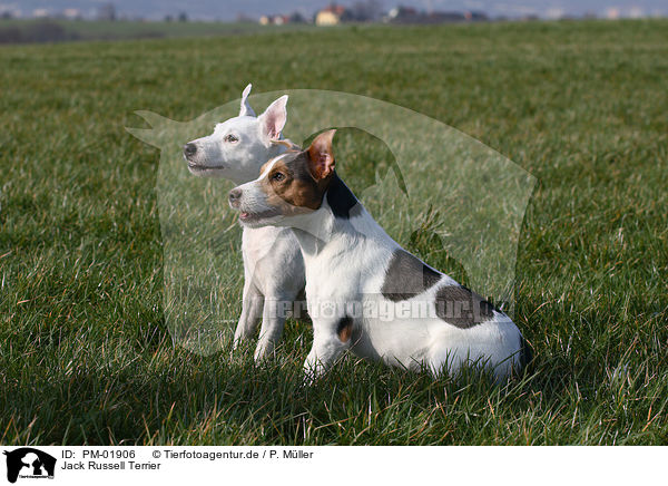 Jack Russell Terrier / PM-01906