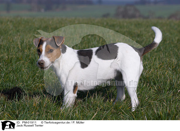 Jack Russell Terrier / Jack Russell Terrier / PM-01911