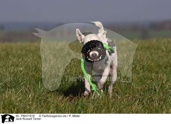 Jack Russell Terrier / Jack Russell Terrier / PM-01918