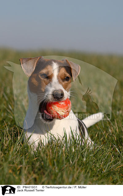 Jack Russell Terrier / PM-01931
