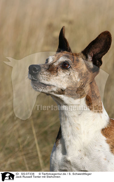 Jack Russell Terrier mit Stehohren / Jack Russell Terrier Portrait / SS-07338