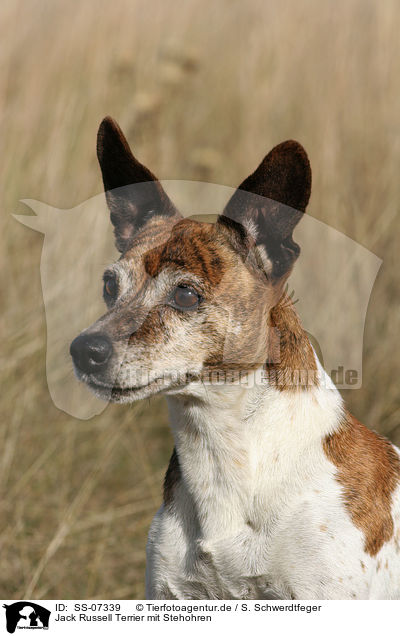 Jack Russell Terrier mit Stehohren / Jack Russell Terrier Portrait / SS-07339