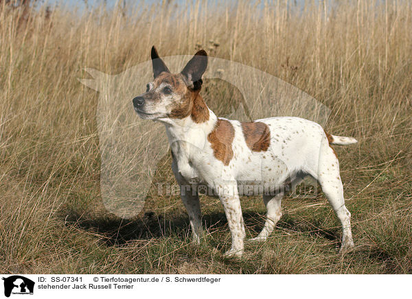 stehender Jack Russell Terrier / standing Jack Russell Terrier / SS-07341