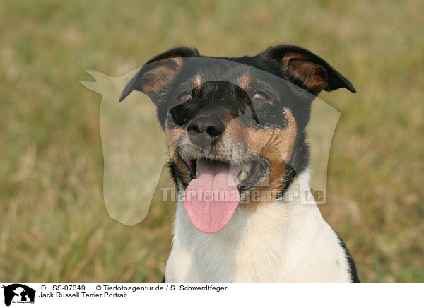 Jack Russell Terrier Portrait / Jack Russell Terrier Portrait / SS-07349