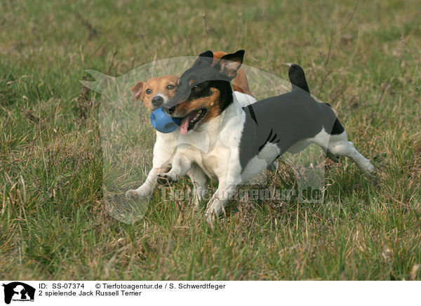 2 spielende Jack Russell Terrier / 2 playing Jack Russell Terrier / SS-07374
