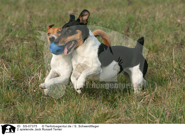 2 spielende Jack Russell Terrier / 2 playing Jack Russell Terrier / SS-07375