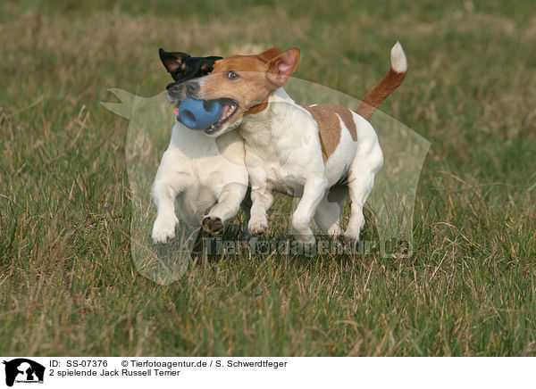 2 spielende Jack Russell Terrier / 2 playing Jack Russell Terrier / SS-07376