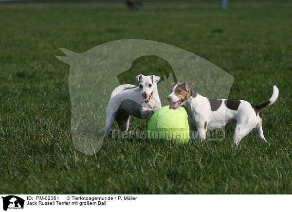 Jack Russell Terrier mit groem Ball / PM-02361