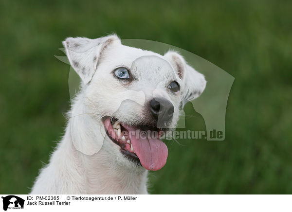 Jack Russell Terrier / Jack Russell Terrier / PM-02365