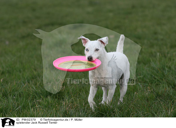 spielender Jack Russell Terrier / playing Jack Russell Terrier / PM-02379