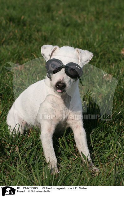Hund mit Schwimmbrille / dog with swim goggles / PM-02383