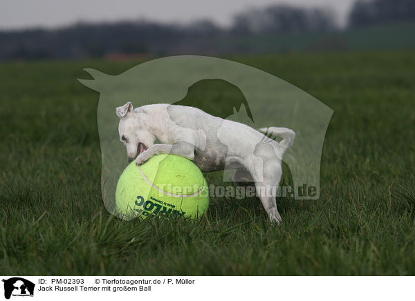 Jack Russell Terrier mit groem Ball / PM-02393