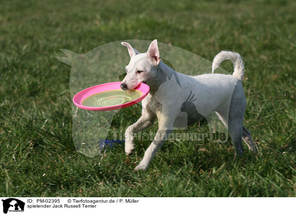 spielender Jack Russell Terrier / playing Jack Russell Terrier / PM-02395