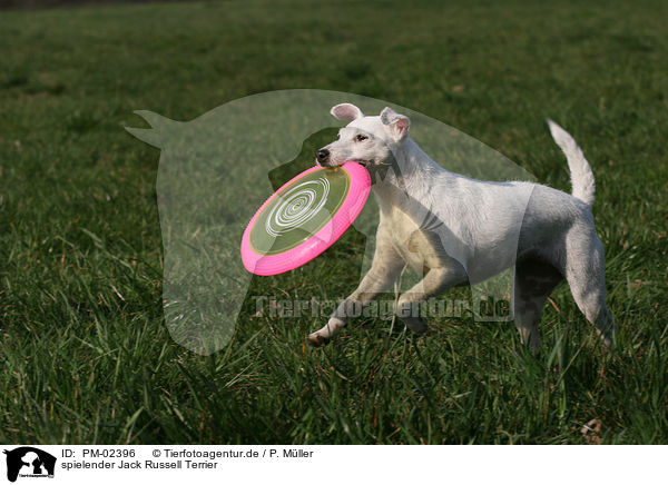 spielender Jack Russell Terrier / playing Jack Russell Terrier / PM-02396