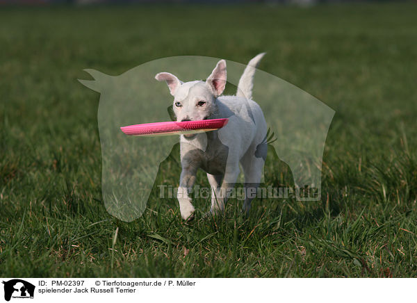spielender Jack Russell Terrier / PM-02397