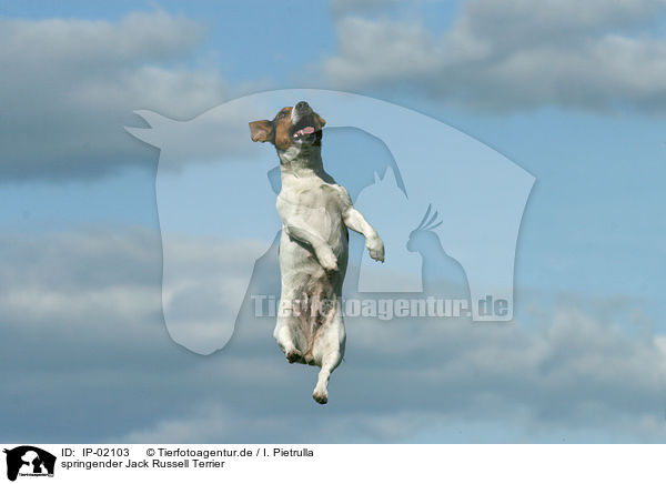 springender Jack Russell Terrier / jumping Jack Russell Terrier / IP-02103