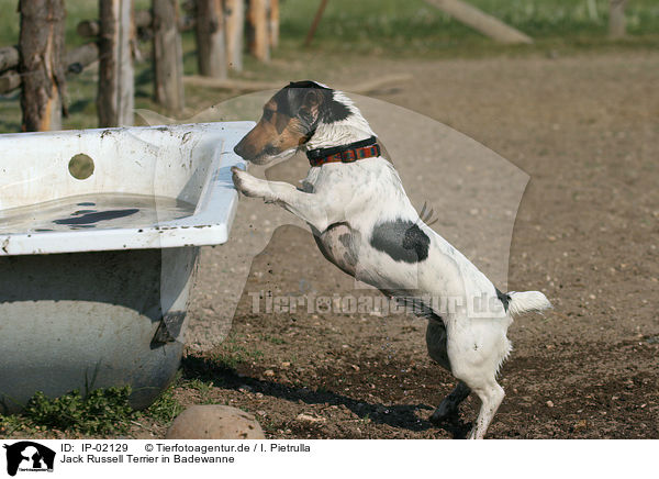 Jack Russell Terrier in Badewanne / Jack Russell Terrier in bathtub / IP-02129
