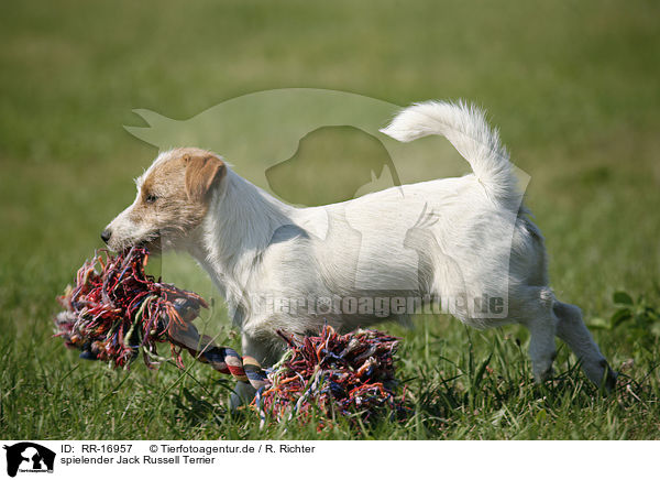 spielender Jack Russell Terrier / playing Jack Russell Terrier / RR-16957