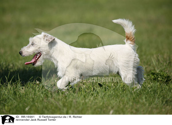 rennender Jack Russell Terrier / RR-16981